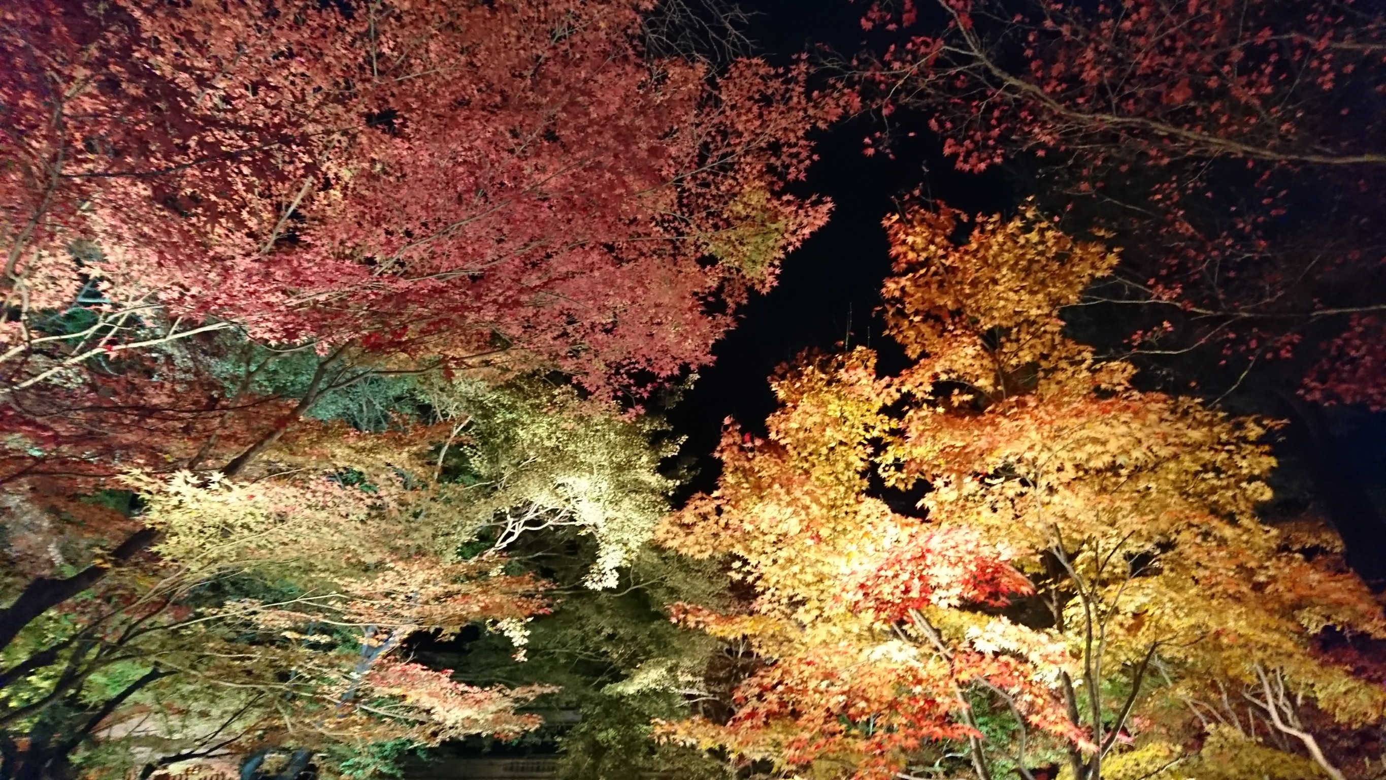 秋の嵐山観光　紅葉が楽しめるスポットやライトアップは？
