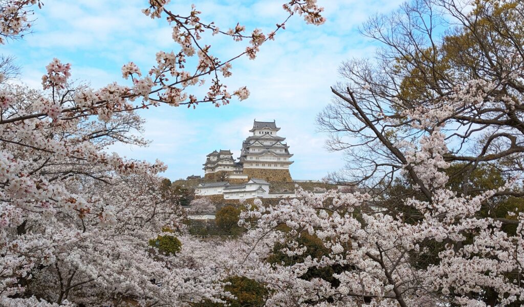 桜と姫路城